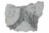 Fossil Crinoid (Histocrinus) - Monroe County, Indiana #231988-1